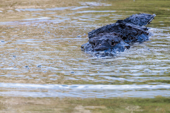An American alligator (Alligator mississippiensis) just after head slapping the water. Head slapping is a territorial or courtship display. 