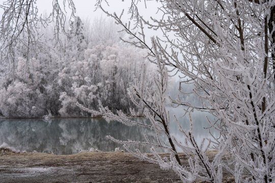 Frosted tree branches over calm winter lake landscape with snowy bushes and quiet gray sky creating serene cold scene for stillness and nature photography, with frost, frosted, branch, tree detail
