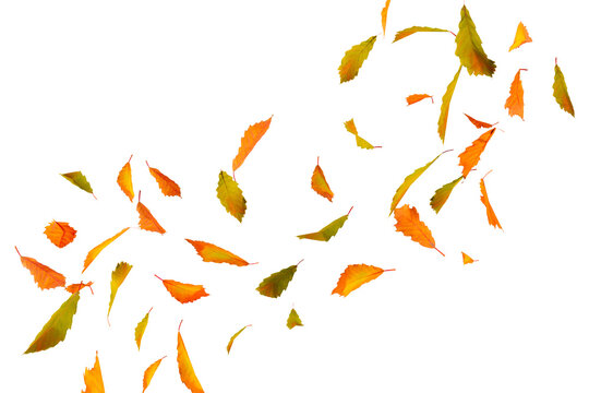 Falling autumn yellow and orange leaves in motion isolated on transparent background