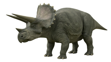 Full body side view of a grey Triceratops dinosaur with three horns and frill © Tibor