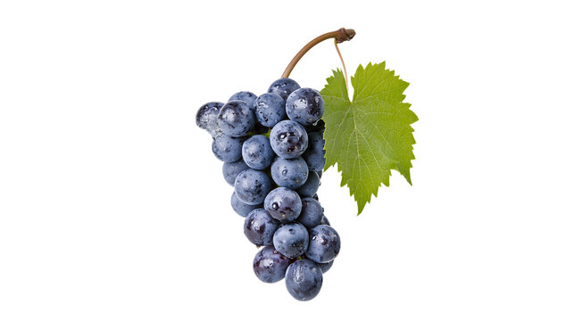 Fresh dark purple grapes cluster with green leaf and stem