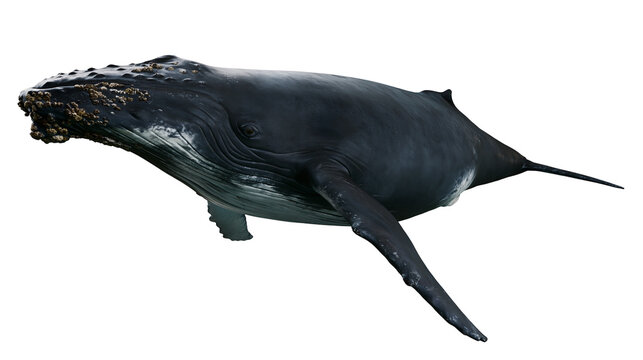 Humpback whale swimming with barnacles on its head and jaw