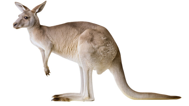 Full body side view of a standing brown kangaroo with long tail and pointed ears