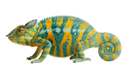 Vibrant yellow and turquoise panther chameleon with curled tail © Tibor
