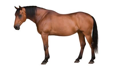 Brown horse with black mane and tail standing in profile © Tibor