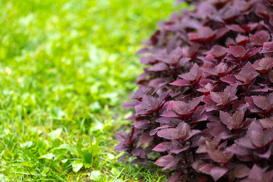 Vibrant reddish-purple Plectranthus scutellarioides with velvety textured leaves grows alongside bright green grass, softly illuminated in a lush outdoor garden setting