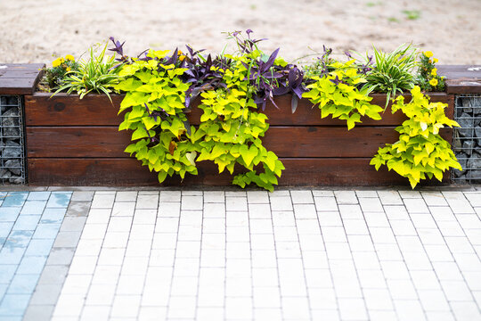 Vibrant chartreuse Ipomoea batatas 'Marguerite' and rich purple Tradescantia pallida 'Purpurea' spill from a wooden planter with gabion ends, contrasting with light paving stones beneath bright