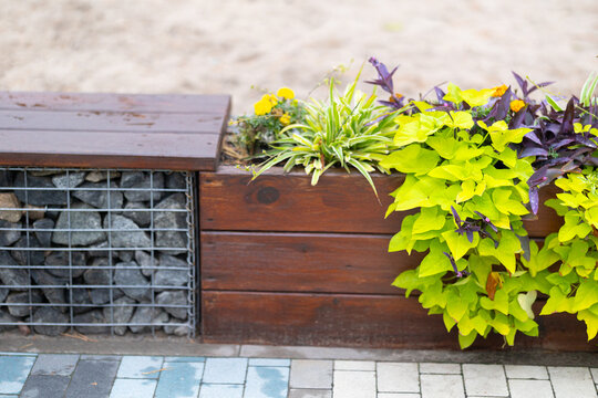 Gabion and wooden planter filled with vibrant Ipomoea batatas, Tradescantia pallida, Chlorophytum comosum, and Tagetes under soft natural light on a paved path