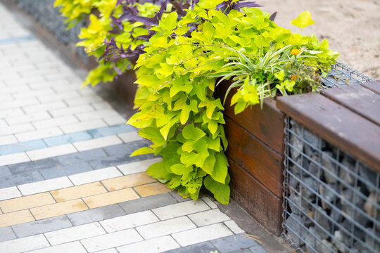 Vibrant green Ipomoea batatas and purple Tradescantia pallida cascade from a wooden planter with a gabion base next to a modern paved walkway under soft natural light