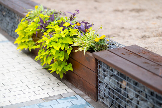 Vibrant chartreuse Ipomoea batatas and purple Tradescantia pallida flourish in a modern gabion and wood planter, bathed in soft daylight on textured paving