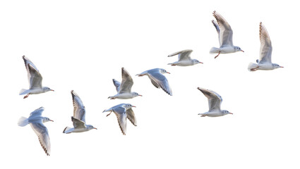 Flock of seagulls in flight wings spread, isolated on transparent background © topngi