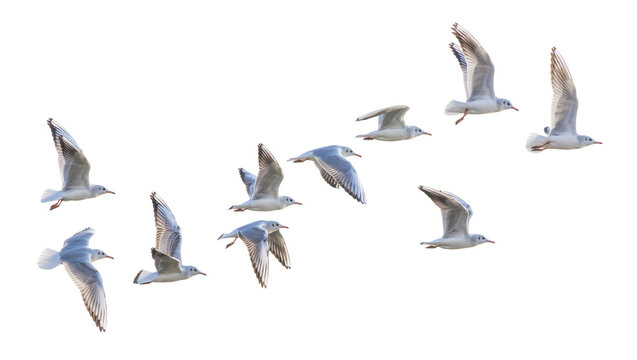 Flock of seagulls in flight wings spread, isolated on transparent background