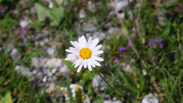 video con vista macro in tempo reale di un fiore dai petali bianchi che ricorda una margherita, mentre viene mosso delicatamente dal vento, in un prato in un ambiente naturale, di giorno, in estate