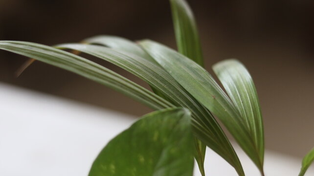 Green Crinum Lily Leaves Close Up with Long Arching Foliage