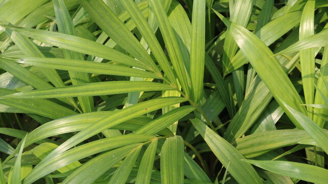 Green Crinum Lily Leaves Close Up with Long Arching Foliage