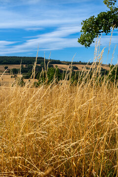 Golden dry grass field with rolling hills in the background under a blue sky Beautiful autumn countryside field with dry yellow grass and distant hills