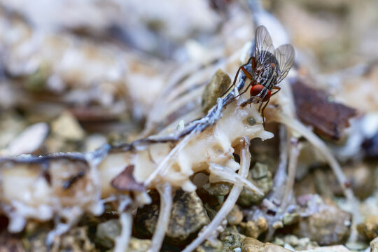 A fly on the remains of a dead snake in south Florida.