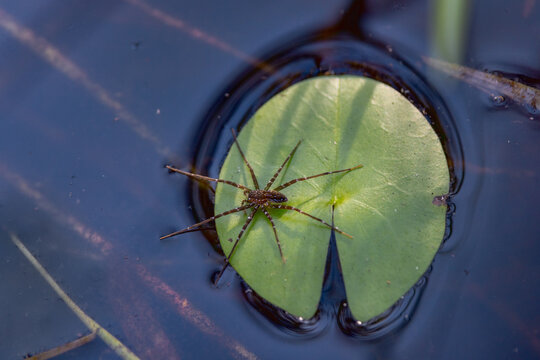 A spider on a floating plant that looks like a water lily in south Florida