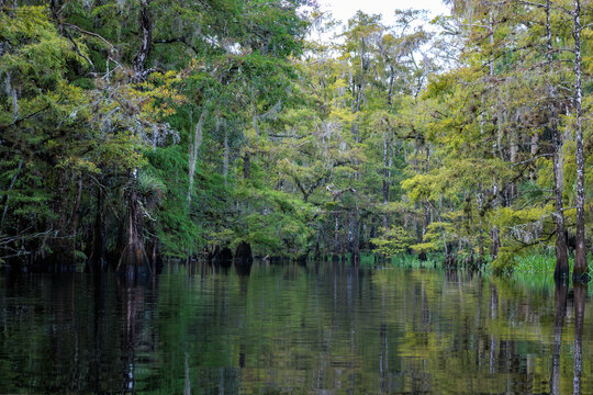 Fisheating Creek in Florida, a waterway lined with cypress swamps