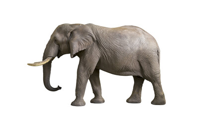 Obraz premium Full body side view of a large African elephant with wrinkled grey skin and tusks
