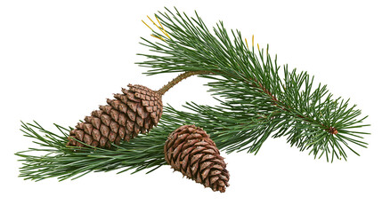 Evergreen pine tree branch with two brown textured cones © Uxia
