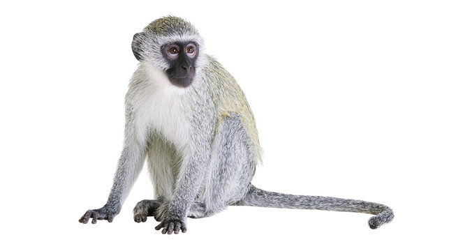 Vervet monkey sitting with grey fur and black face looking forward