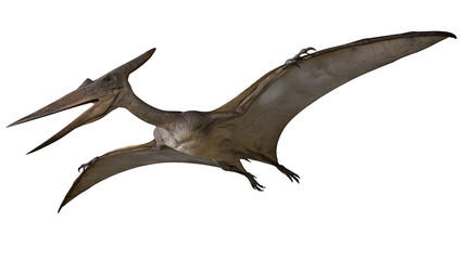 Flying Pteranodon dinosaur with large wingspan and sharp beak © Uxia
