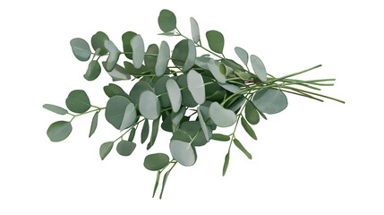 Fresh green eucalyptus branches with round leaves bouquet © Uxia