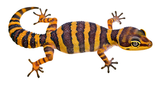 Banded thick-tailed gecko with yellow and dark brown striped skin pattern