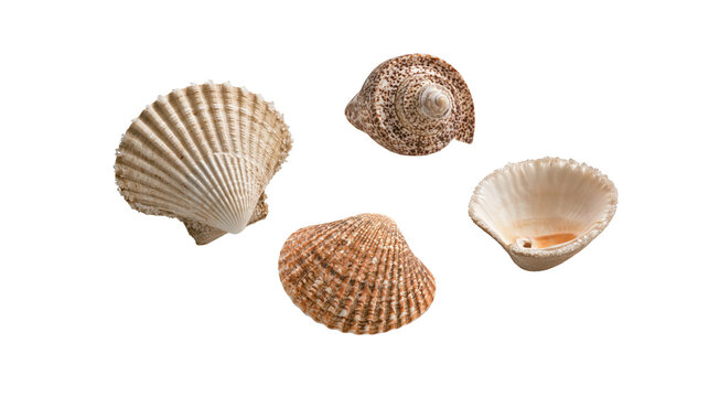 Assorted natural sea shells including scallop and spiral conch specimens