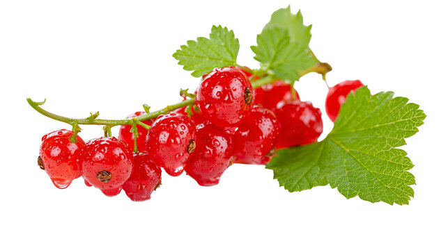 Fresh red currants on a green leafy stem with water droplets