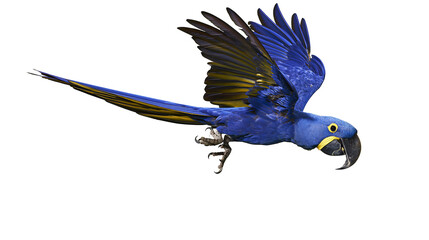 Vibrant blue Hyacinth Macaw parrot in flight with wings spread wide © Freja