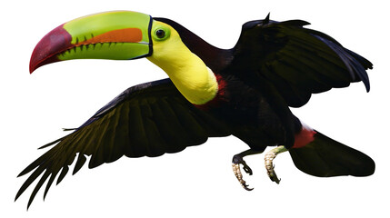Keel-billed toucan flying with vibrant multicolored beak and black plumage © Freja