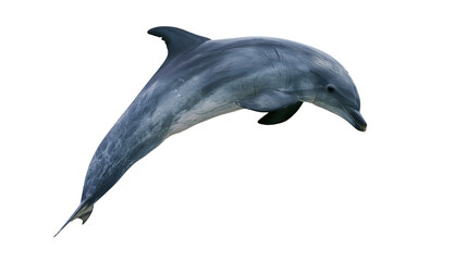 Leaping bottlenose dolphin with smooth grey skin and curved dorsal fin © Fraser
