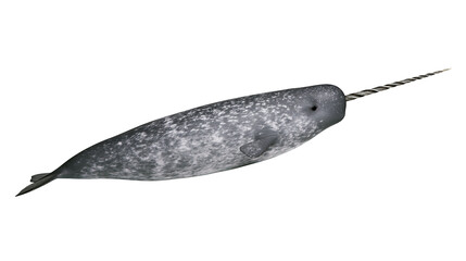 Grey mottled narwhal with long spiral tusk swimming in profile view © Fraser