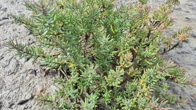 Closeup video of  Sea purslane.