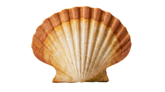 Fan shaped scallop shell with radial ridges and brown and cream color gradient