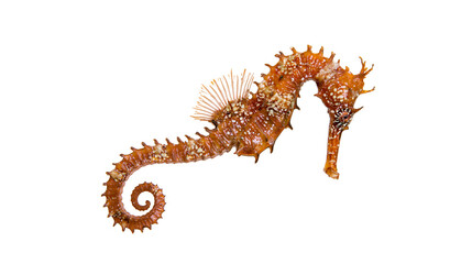 Orange textured seahorse with curled tail and spiky dorsal fin © Fraser