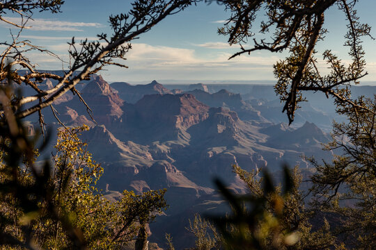 View of Grand Canyon with its vast layered rock formations and deep gorges framed by tree branches under a clear sky in Coconino County, Arizona, United States.