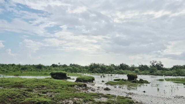 Mangrove forest of Sundarban, West Bengal.