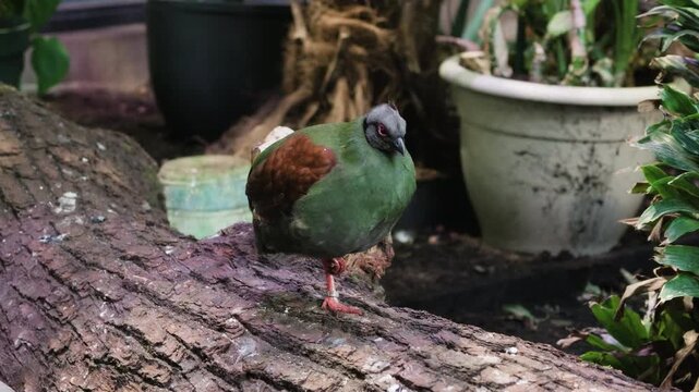 Female crested partridge standing on a log