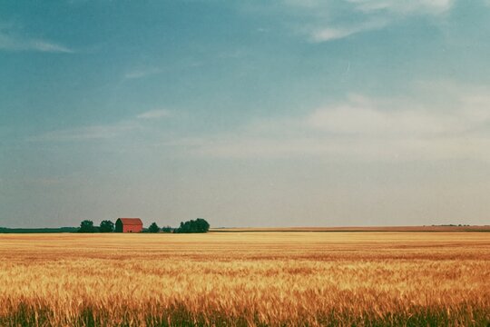 The Golden Wheat Field and Red Barn on a Vast Prairie
