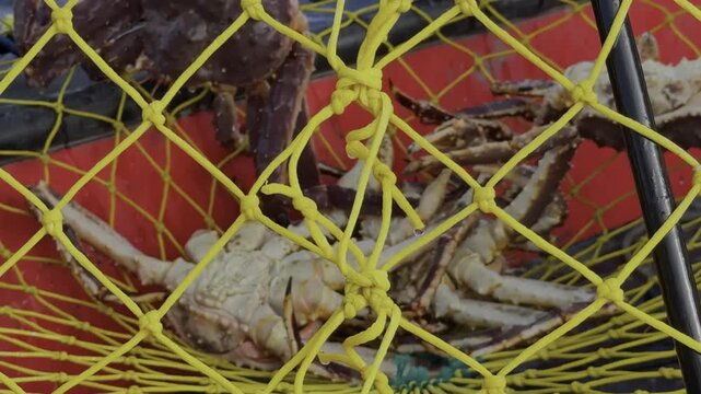 Close-Up of King Crab Fishing Trap Pulled Aboard a Fishing Boat
