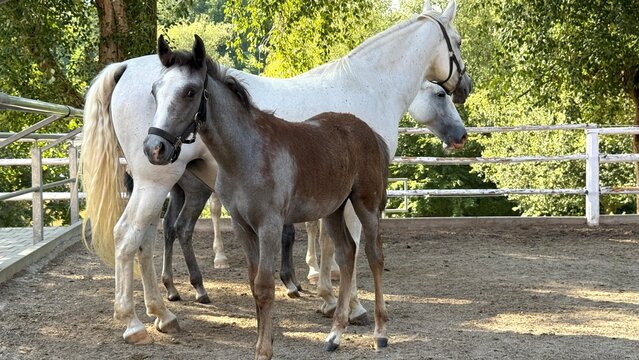 Lipizzaner Foal Standing with Its Mother and Another Mare at Piber, Austria. Young Lipizzaner foal standing together with its mother and another mare in a paddock at Lipizzaner Stud Piber 

