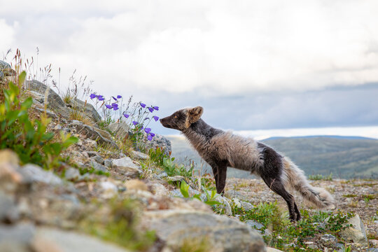 View of an arctic fox sniffing purple wildflowers on a rocky mountain slope in Dovre, Innlandet, Norway.
