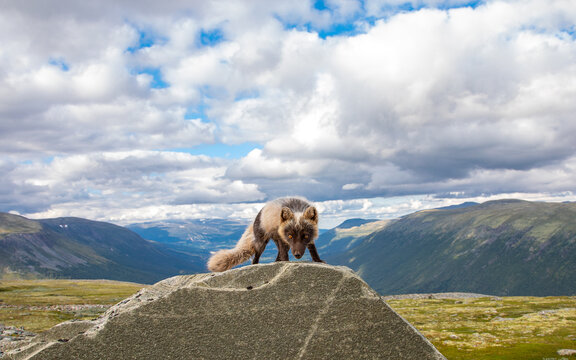View of an arctic fox standing on a large rock in the mountainous landscape of Dovre, Innlandet, Norway.