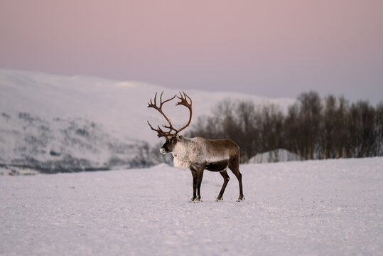 View of a reindeer standing in the snow during the polar night with snowy mountains and a soft pink sky in the background in Tromso, Troms, Norway.
