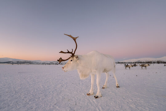 View of a white reindeer standing in a vast snowy field under a soft pink polar night sky with distant mountains and a herd in the background in Tromso, Troms, Norway.