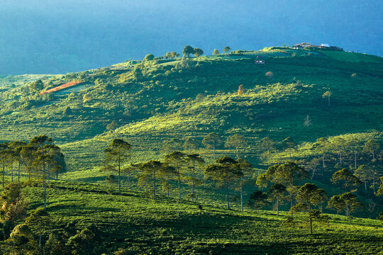 View of the lush green slopes of Kebun Teh Kemuning tea plantation with scattered trees and rolling hills under soft morning light in Ngargoyoso, Central Java, Indonesia.