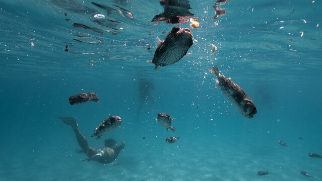 View of a snorkeler swimming with pufferfish in the clear blue waters of the Gulf of California in La Ventana, Baja California Sur, Mexico.